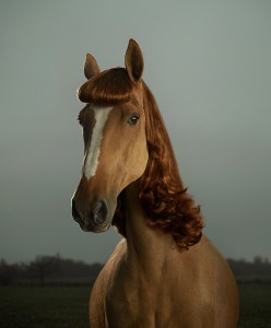 Horse_Wig1